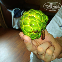 фото из отзыва ID 1887026