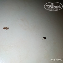 фото из отзыва ID 1887026