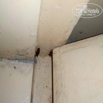 фото из отзыва ID 1887026