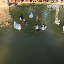 фото из отзыва ID 1887767