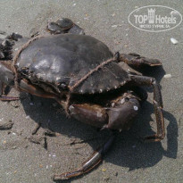 фото из отзыва ID 1887921