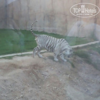 фото из отзыва ID 1889194