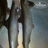 фото из отзыва ID 1889890