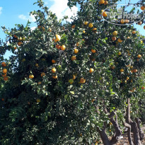 фото из отзыва ID 1892351