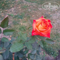 фото из отзыва ID 1893007