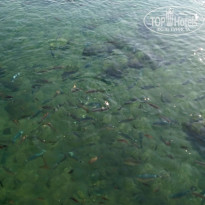 фото из отзыва ID 1894068