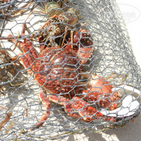 фото из отзыва ID 1894528