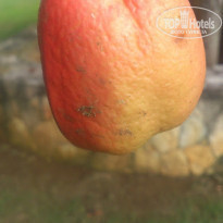 фото из отзыва ID 1894717