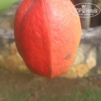 фото из отзыва ID 1894717