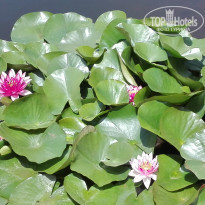 фото из отзыва ID 1895260