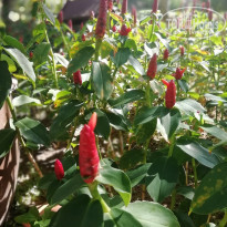 фото из отзыва ID 1897438