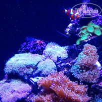 фото из отзыва ID 1898701