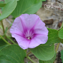 фото из отзыва ID 1897240