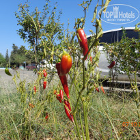 фото из отзыва ID 1901177