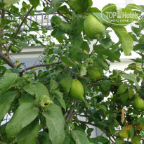 фото из отзыва ID 1901177