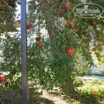 фото из отзыва ID 1901177