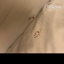 фото из отзыва ID 1901385