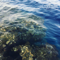 фото из отзыва ID 1901631