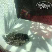 фото из отзыва ID 1901827