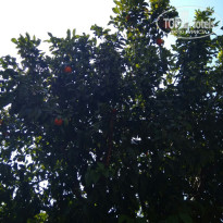 фото из отзыва ID 1903269