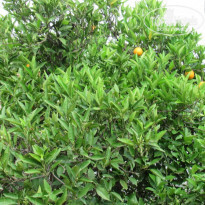 фото из отзыва ID 1903274