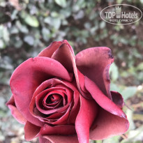 фото из отзыва ID 1903370