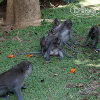 фото из отзыва ID 1904307