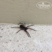 фото из отзыва ID 1905147