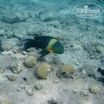 фото из отзыва ID 1905213