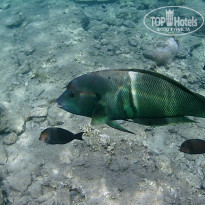 фото из отзыва ID 1905213