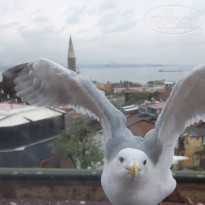 фото из отзыва ID 1906136