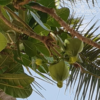 фото из отзыва ID 1908462