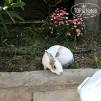 фото из отзыва ID 1910052