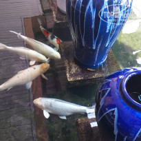 фото из отзыва ID 1910405