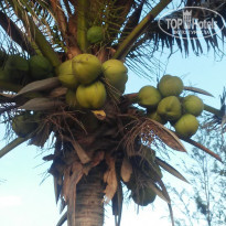 фото из отзыва ID 1911056