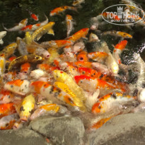 фото из отзыва ID 1911609