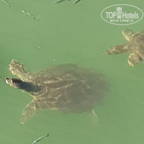 фото из отзыва ID 1911699