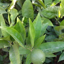 фото из отзыва ID 1911788