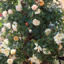 фото из отзыва ID 1913632