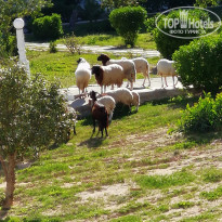 фото из отзыва ID 1914363