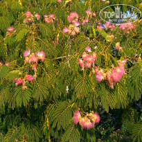 фото из отзыва ID 1914599
