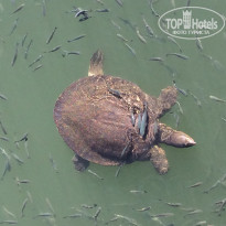 фото из отзыва ID 1915356