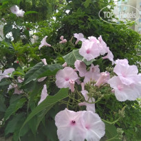 фото из отзыва ID 1915663