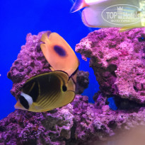 фото из отзыва ID 1914753