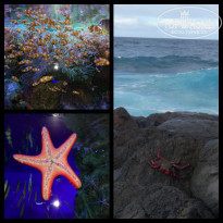 фото из отзыва ID 1916243