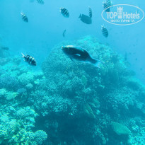 фото из отзыва ID 1916278