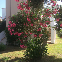 фото из отзыва ID 1916668