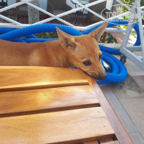 фото из отзыва ID 1916886