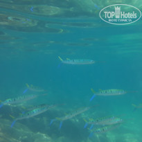 фото из отзыва ID 1918347