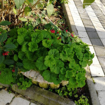 фото из отзыва ID 1918691